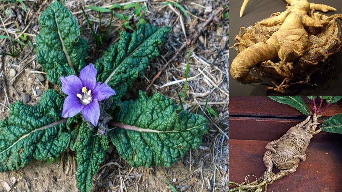 Mandragora, cos'è e quali sintomi provoca la pianta delle streghe vista  anche in Harry Potter