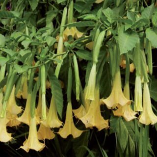 brugmansia pianta delle streghe