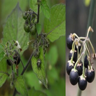 solanum nigrum proprietà