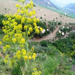 assafetida-finocchio-selvatico-proprietà