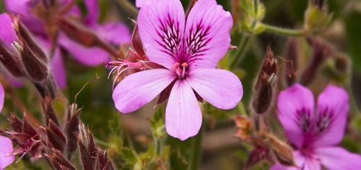 pelargonio-odoroso-antenato-degli-attuali-gerani